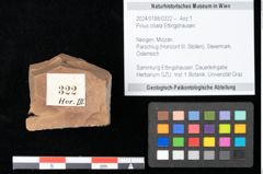 Foto (Objekt + Etikett) von Pinus ciliata Ettingshausen (NHMW-GEO-2024-0188-0322)